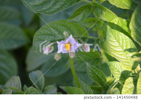 馬鈴薯花(埼玉縣深谷市) 馬鈴薯花(埼玉縣深谷市) 141450498