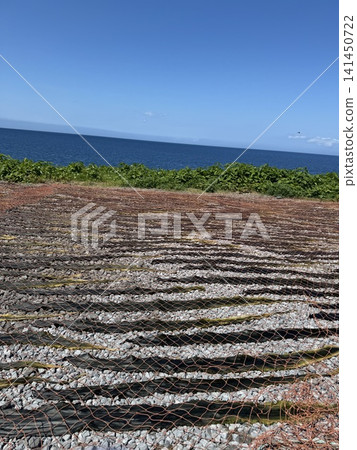 Rishiri kelp Rishiri kelp 141450722