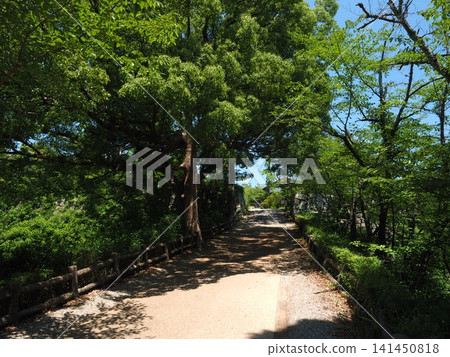 A pleasant shade created by a tunnel of trees. A beautiful scene along the approach to Yanagisawa Shrine in Yamato-Koriyama. A pleasant shade created by a tunnel of trees. A beautiful scene along the approach to Yanagisawa Shrine in Yamato-Koriyama. 141450818