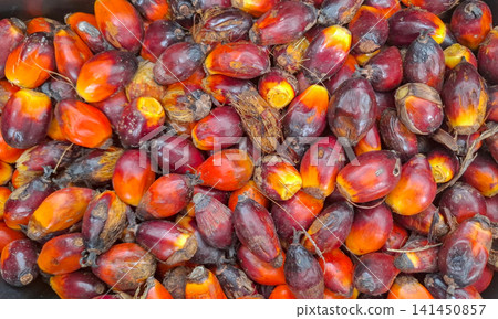Fresh Red Palm Oil Fruit Harvest Texture Background Fresh Red Palm Oil Fruit Harvest Texture Background 141450857