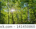 Kamikochi Norikura Super Forest Road: A refreshing morning scene of lush greenery. 141450860