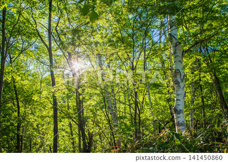 Kamikochi Norikura Super Forest Road: A refreshing morning scene of lush greenery. Kamikochi Norikura Super Forest Road: A refreshing morning scene of lush greenery. 141450860