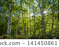 Kamikochi Norikura Super Forest Road: A refreshing morning scene of lush greenery. 141450861
