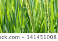 米花 141451008
