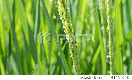 Rice flower Rice flower 141451008