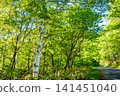 Kamikochi Norikura Super Forest Road: A refreshing morning scene of lush greenery. 141451040