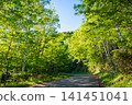 Kamikochi Norikura Super Forest Road: A refreshing morning scene of lush greenery. 141451041
