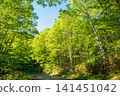Kamikochi Norikura Super Forest Road: A refreshing morning scene of lush greenery. 141451042