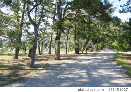 Amanohashidate pine trees Amanohashidate pine trees 141451067