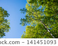 Kamikochi Norikura Super Forest Road: A refreshing morning scene of lush greenery. 141451093