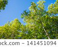 Kamikochi Norikura Super Forest Road: A refreshing morning scene of lush greenery. 141451094
