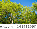 Kamikochi Norikura Super Forest Road: A refreshing morning scene of lush greenery. 141451095