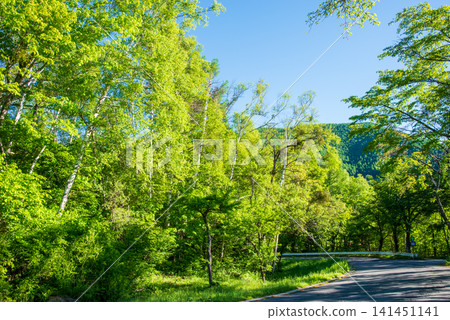 A refreshing morning scene of lush greenery at Norikura Plateau (Matsumoto City, Nagano Prefecture) A refreshing morning scene of lush greenery at Norikura Plateau (Matsumoto City, Nagano Prefecture) 141451141