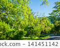 A refreshing morning scene of lush greenery at Norikura Plateau (Matsumoto City, Nagano Prefecture) 141451142