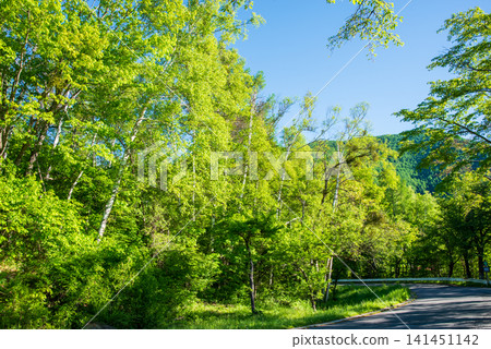 A refreshing morning scene of lush greenery at Norikura Plateau (Matsumoto City, Nagano Prefecture) A refreshing morning scene of lush greenery at Norikura Plateau (Matsumoto City, Nagano Prefecture) 141451142