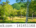 A refreshing morning scene of lush greenery at Norikura Plateau (Matsumoto City, Nagano Prefecture) 141451168
