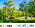 A refreshing morning scene of lush greenery at Norikura Plateau (Matsumoto City, Nagano Prefecture) 141451169