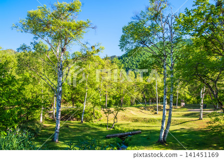 A refreshing morning scene of lush greenery at Norikura Plateau (Matsumoto City, Nagano Prefecture) A refreshing morning scene of lush greenery at Norikura Plateau (Matsumoto City, Nagano Prefecture) 141451169