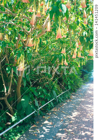 Poisonous summer flowers Poisonous summer flowers 141451209