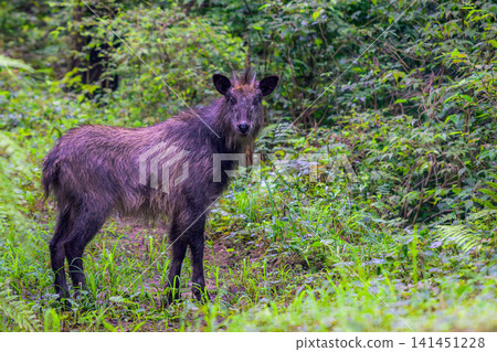 A wild Japanese serow encountered on the Kamoshika Trail in Kashiwagi Mountain. A wild Japanese serow encountered on the Kamoshika Trail in Kashiwagi Mountain. 141451228