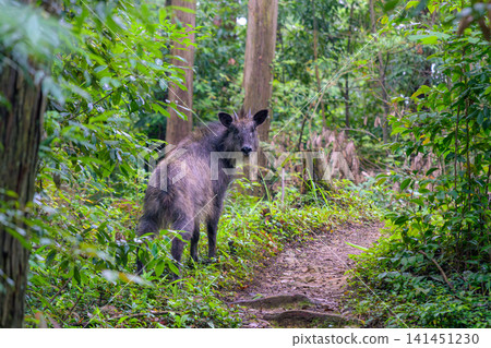A wild Japanese serow encountered on the Kamoshika Trail in Kashiwagi Mountain. A wild Japanese serow encountered on the Kamoshika Trail in Kashiwagi Mountain. 141451230