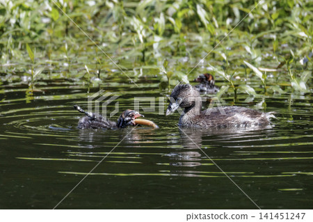 Pied billed Grebe baby Pied billed Grebe baby 141451247