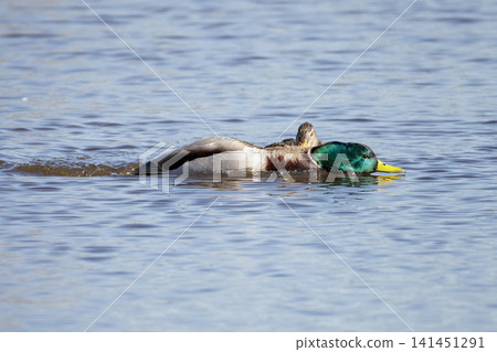 Mallard duck Mallard duck 141451291