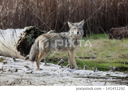 Coyote 141451292