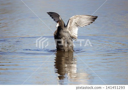 American coot bird American coot bird 141451293
