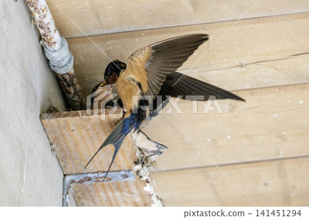 barn swallow nest barn swallow nest 141451294