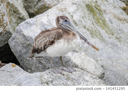 Brown Pelican bird Brown Pelican bird 141451295