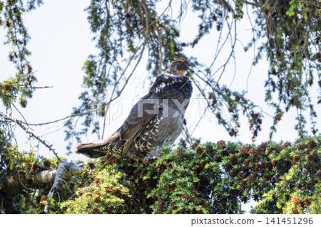 Sooty Grouse bird Sooty Grouse bird 141451296