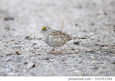 Golden crowned sparrow Golden crowned sparrow 141451368