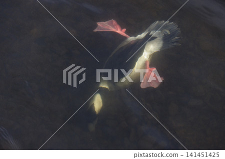 Bufflehead duck Bufflehead duck 141451425