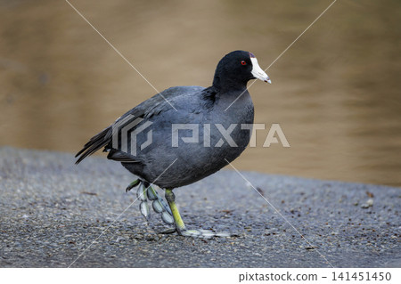 American coot bird American coot bird 141451450