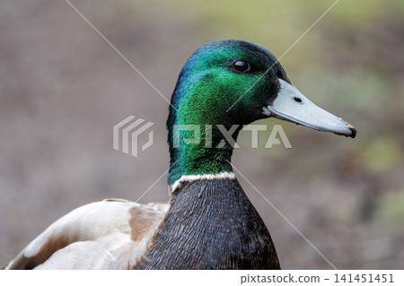Mallard x Northern Pintail hybrid Mallard x Northern Pintail hybrid 141451451