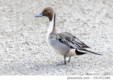 Northern Pintail duck Northern Pintail duck 141451460