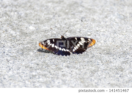 Lorquin's Admiral butterfly 141451467