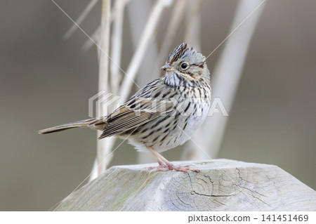 Lincoln's sparrow bird Lincoln's sparrow bird 141451469