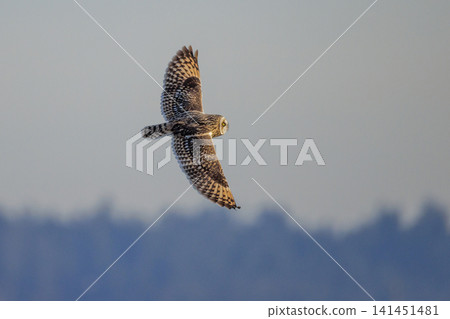 Short-eared owl bird Short-eared owl bird 141451481