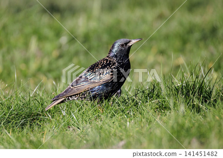 European Starling bird European Starling bird 141451482