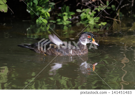 Wood duck Wood duck 141451483