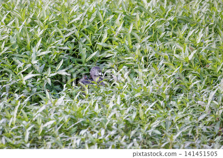 Pied billed Grebe baby nest Pied billed Grebe baby nest 141451505
