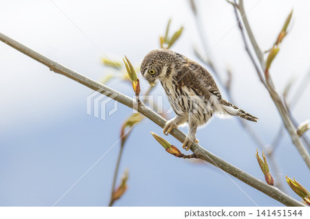 Northern pygmy owl bird 141451544