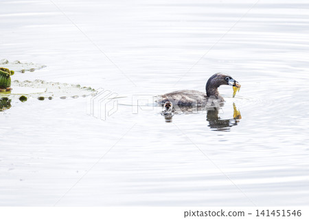 Pied billed Grebe baby Pied billed Grebe baby 141451546