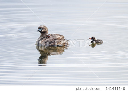 Pied billed Grebe baby Pied billed Grebe baby 141451548