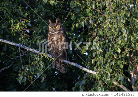 Great horned owl Great horned owl 141451555