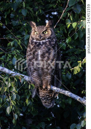 Great horned owl 141451559