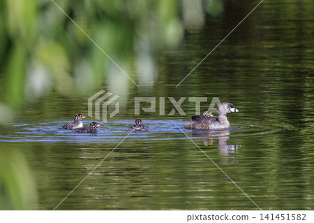 Pied billed Grebe baby Pied billed Grebe baby 141451582