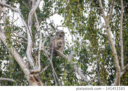 Great horned owl bird Great horned owl bird 141451583